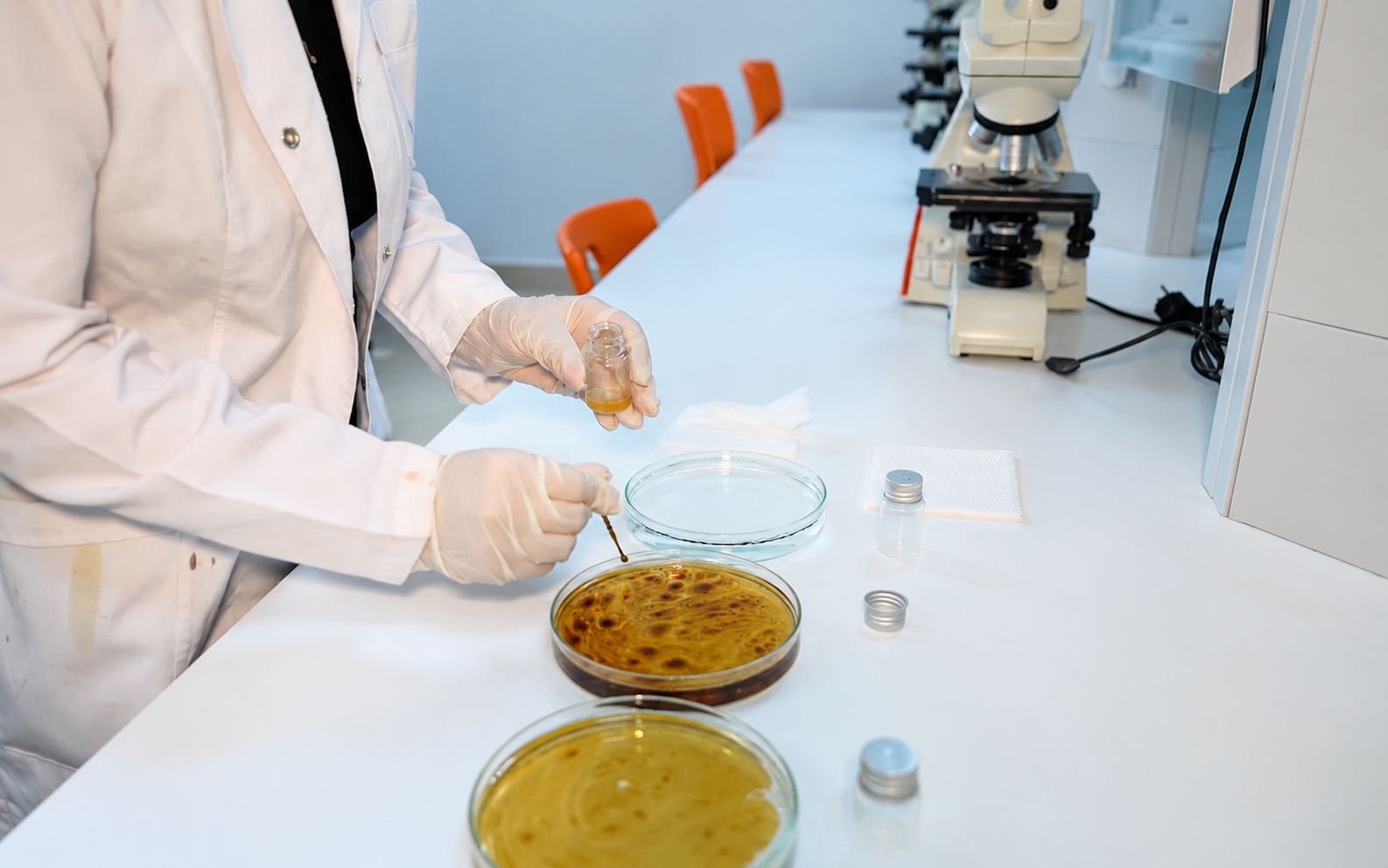 A person in a lab coat and gloves works with petri dishes containing brownish substances in a laboratory. A microscope and several empty orange chairs are visible on the white worktop.